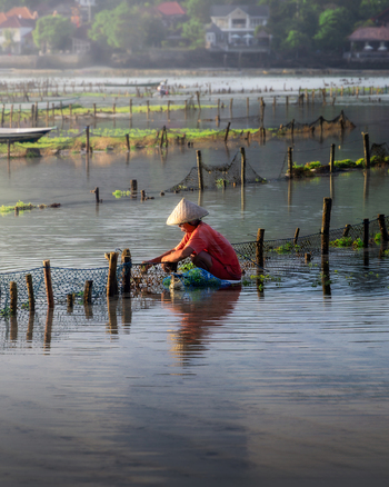 Lembongan Indonesia 02 April 2025 View of a worker in a conical hat amidst the seaweed farms creating a serene scene where the water reflects the soft morning light. Lembongan Indonesia 02 April 2025 View of a worker in a conical hat amidst the seaweed farms creating a serene scene where the water reflects the soft morning light.