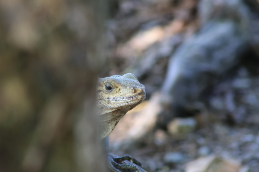 View of a curious lizard peers out from behind a tree its scales catching the light amidst the rocky terrain Quepos Puntarenas Province Costa Rica.