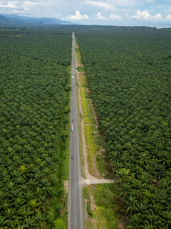 Aerial view of Llorona Palm Fields featuring a long straight highway cutting through dense palm oil plantations under a cloudy sky in Quepos Puntarenas Costa Rica. Aerial view of Llorona Palm Fields featuring a long straight highway cutting through dense palm oil plantations under a cloudy sky in Quepos Puntarenas Costa Rica.