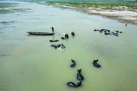Bogura Bangladesh 29 May 2019 Aerial view of a man in a wooden boat guiding a herd of water buffaloes swimming across the river with another man wading alongside the animals. Bogura Bangladesh 29 May 2019 Aerial view of a man in a wooden boat guiding a herd of water buffaloes swimming across the river with another man wading alongside the animals.