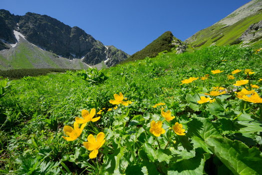 View of Razcestie pod Hrubou Kopou in Western Tatras with yellow wildflowers blooming in a green alpine meadow under a clear blue sky Ziar Zilina Region Slovakia. View of Razcestie pod Hrubou Kopou in Western Tatras with yellow wildflowers blooming in a green alpine meadow under a clear blue sky Ziar Zilina Region Slovakia.