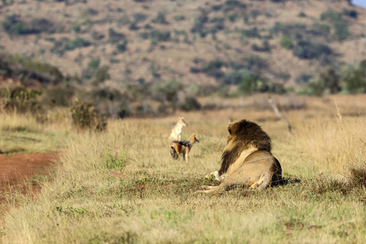 View of a male lion resting in the grass with jackals in the background at Welgevonden Game Reserve Waterberg District Municipality Limpopo South Africa. View of a male lion resting in the grass with jackals in the background at Welgevonden Game Reserve Waterberg District Municipality Limpopo South Africa.