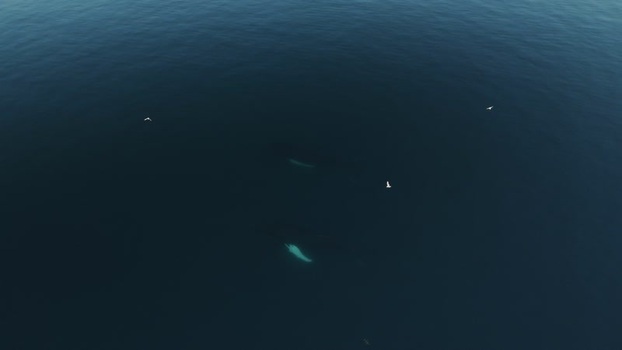 Aerial view of whales swimming in the ocean Greenland. Aerial view of whales swimming in the ocean Greenland.