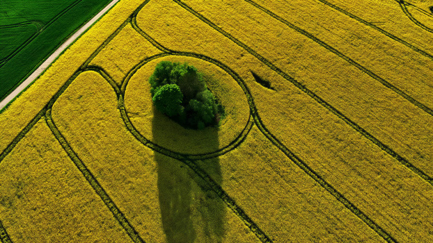 Aerial view of a vibrant yellow rapeseed field featuring a circular pattern surrounding a small cluster of green trees with a contrasting green field and path in the corner Latvia. Aerial view of a vibrant yellow rapeseed field featuring a circular pattern surrounding a small cluster of green trees with a contrasting green field and path in the corner Latvia.