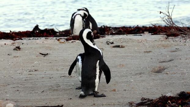 View of African penguins at Stoney Point South Africa. View of African penguins at Stoney Point South Africa.