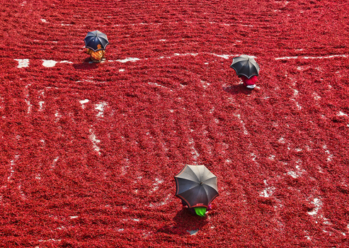 Bogura Bangladesh 06 February 2017 View of workers using black umbrellas for shade while drying red chili peppers in a large field. Bogura Bangladesh 06 February 2017 View of workers using black umbrellas for shade while drying red chili peppers in a large field.