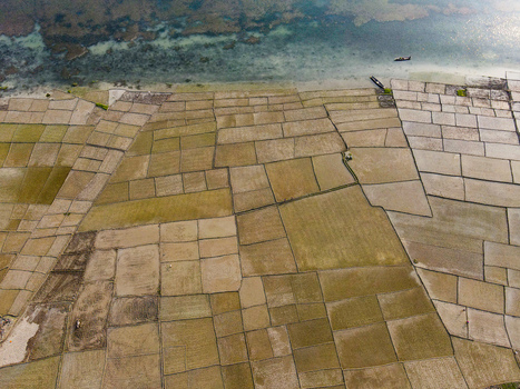 Aerial view of agricultural rice paddies divided by earthen embankments near a riverbank with small wooden boats in Kushtia Khulna Division Bangladesh. Aerial view of agricultural rice paddies divided by earthen embankments near a riverbank with small wooden boats in Kushtia Khulna Division Bangladesh.