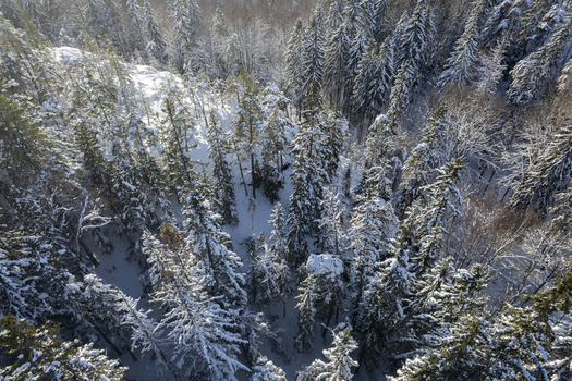 Aerial view of a snow covered boreal forest with tall evergreen trees and shadows cast by winter sunlight in Helsinki Uusimaa Finland.