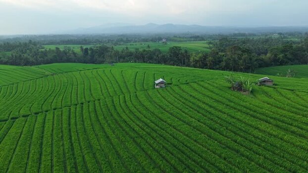 Aerial view of Soka Rice Field in Selemadeg Indonesia.