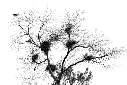 View of large bird nests and storks perched on the bare branches of a tree against a bright white sky in Mulhouse Grand Est France.