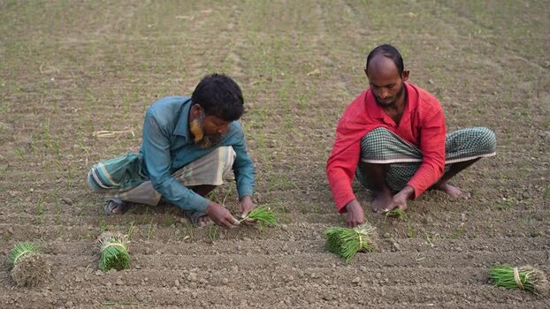 View of farmers planting seedlings in a field Bangladesh. View of farmers planting seedlings in a field Bangladesh.