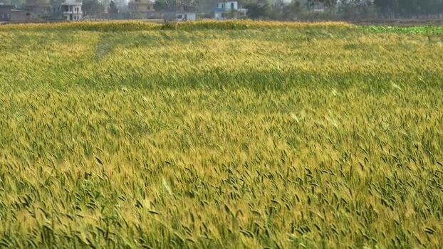 View of a wheat field swaying in the wind Nepal.
