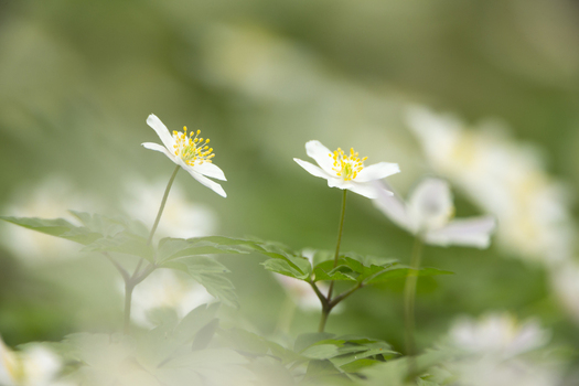 View of delicate white Wood Anemone flowers with yellow centers blooming amidst lush green foliage in a woodland setting in Cambridgeshire United Kingdom.