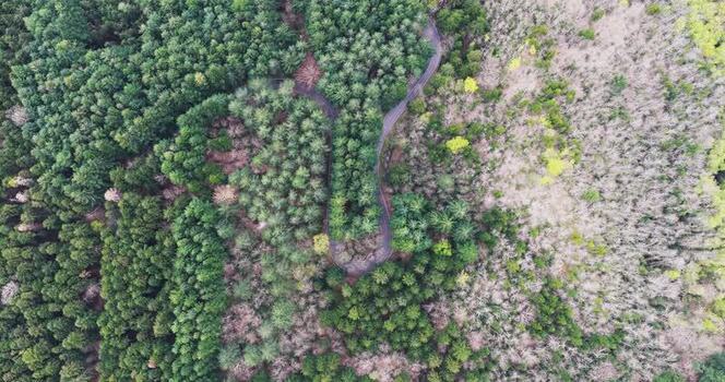 Aerial view of a winding road through the dense Vallombrosa forest Italy. Aerial view of a winding road through the dense Vallombrosa forest Italy.