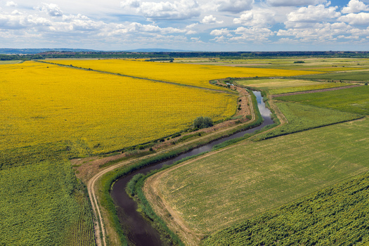 Aerial view of vibrant yellow sunflower fields divided by a winding canal and dirt paths under a blue sky in Belo Blato Vojvodina Serbia.