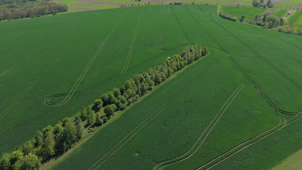 Aerial view of a row of trees in a green field Czechia.