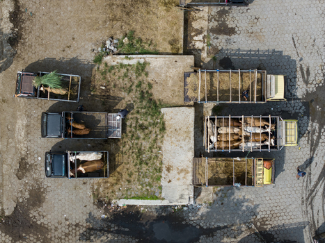 Aerial view of trucks loaded with livestock at the Animal Market Prambanan on a paved lot in Kecamatan Prambanan Jawa Tengah Indonesia. Aerial view of trucks loaded with livestock at the Animal Market Prambanan on a paved lot in Kecamatan Prambanan Jawa Tengah Indonesia.