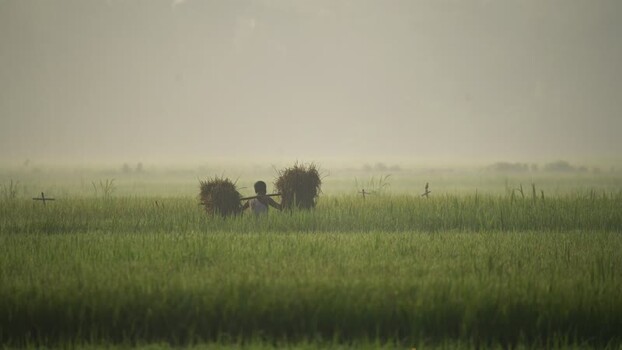 View of a farmer carrying harvested rice in Bogura Bangladesh. View of a farmer carrying harvested rice in Bogura Bangladesh.