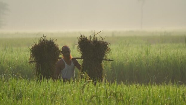 View of a farmer carrying harvested rice in a misty field Bangladesh. View of a farmer carrying harvested rice in a misty field Bangladesh.