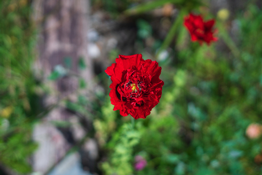 View of a vibrant red poppy flower in a garden with green foliage in Charlestown Cornwall United Kingdom. View of a vibrant red poppy flower in a garden with green foliage in Charlestown Cornwall United Kingdom.