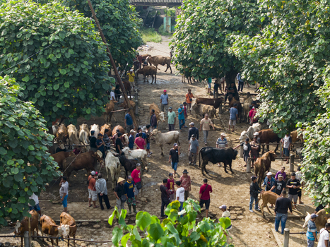 Kecamatan Prambanan Indonesia 04 May 2026 Aerial view of Animal Market Prambanan with people and cattle gathered under lush green trees in a busy outdoor setting.