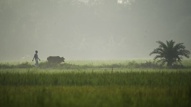View of a farmer leading a cow through a misty field Bangladesh.