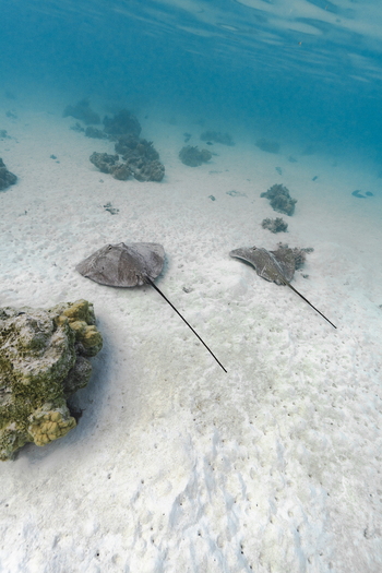 View of two stingrays resting on a sandy seabed with coral formations in the clear blue water of Moorea Maiao Windward Islands French Polynesia.