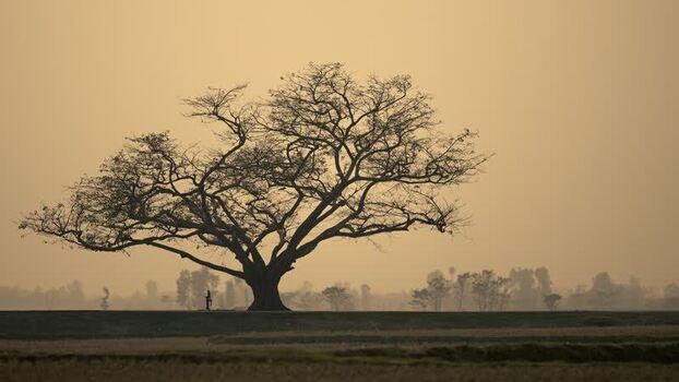 View of a large silhouetted tree in a rural landscape Bangladesh.