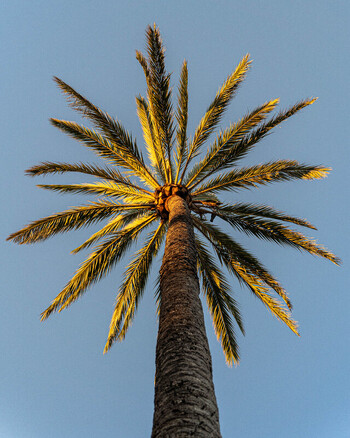 Balearic Islands Spain 15 September 2023 View of a tall palm tree reaching towards a clear blue sky captured from a low angle during the golden hour. Balearic Islands Spain 15 September 2023 View of a tall palm tree reaching towards a clear blue sky captured from a low angle during the golden hour.