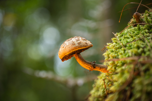 View of a textured brown mushroom glowing warmly perched on a vibrant green mossy trunk amidst soft forest light Kabupaten Soppeng South Sulawesi Indonesia. View of a textured brown mushroom glowing warmly perched on a vibrant green mossy trunk amidst soft forest light Kabupaten Soppeng South Sulawesi Indonesia.