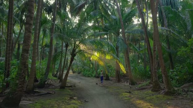 Aerial view of the palm trees pathway Maldives. Aerial view of the palm trees pathway Maldives.