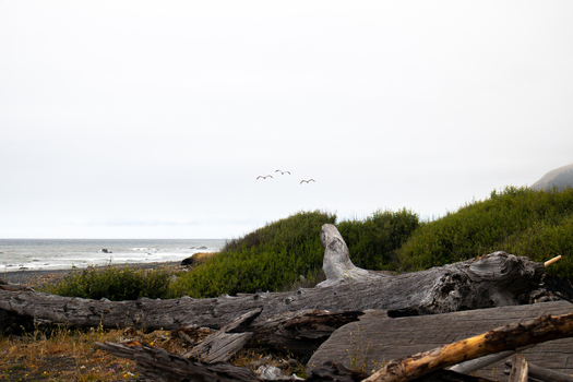 View of large driftwood logs on the beach with green bushes and birds flying over the ocean at Lost Coast Humboldt County California United States.