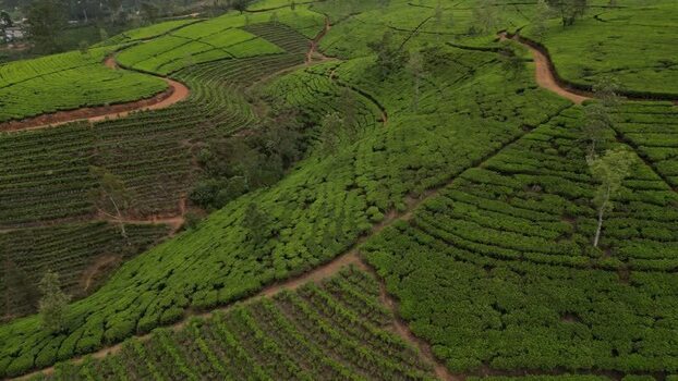 Aerial view of tea plantations in Nuwara Eliya Sri Lanka. Aerial view of tea plantations in Nuwara Eliya Sri Lanka.