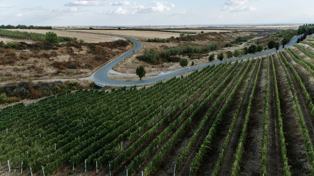 Aerial view of the Deuric winery vineyards with rows of grapevines a winding asphalt road and rolling hills in the rural landscape of Mala Remeta Vojvodina Serbia. Aerial view of the Deuric winery vineyards with rows of grapevines a winding asphalt road and rolling hills in the rural landscape of Mala Remeta Vojvodina Serbia.