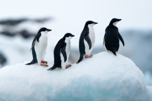 View of four Adelie penguins standing on a white snow mound with a soft icy background Antarctica.