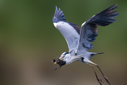 View of a grey heron in flight carrying a small moorhen chick in its beak against a blurred green background Selestat Grand Est France.