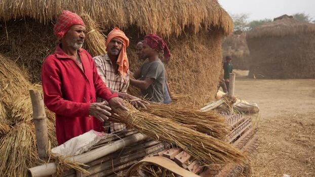 View of Indian farmers processing harvested rice straw India.