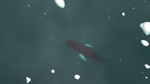 Aerial view of a humpback whale in Ilulissat Greenland. Aerial view of a humpback whale in Ilulissat Greenland.