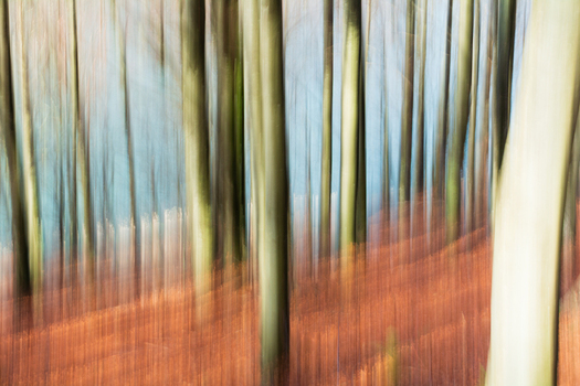 View of the forest s autumn cloak where blurred trees rise from a carpet of fallen leaves against a muted sky creating an ethereal scene Comano Tuscany Italy. View of the forest s autumn cloak where blurred trees rise from a carpet of fallen leaves against a muted sky creating an ethereal scene Comano Tuscany Italy.