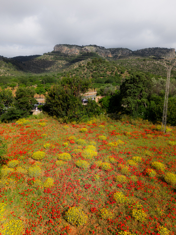 Son Maixella Spain 18 May 2026 Aerial view of a vibrant field of red poppies and yellow wildflowers surrounded by lush green trees and rocky hills under a cloudy sky. Son Maixella Spain 18 May 2026 Aerial view of a vibrant field of red poppies and yellow wildflowers surrounded by lush green trees and rocky hills under a cloudy sky.