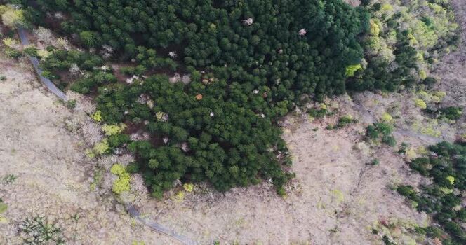 Aerial view of the lush Vallombrosa forest and winding paths Italy. Aerial view of the lush Vallombrosa forest and winding paths Italy.