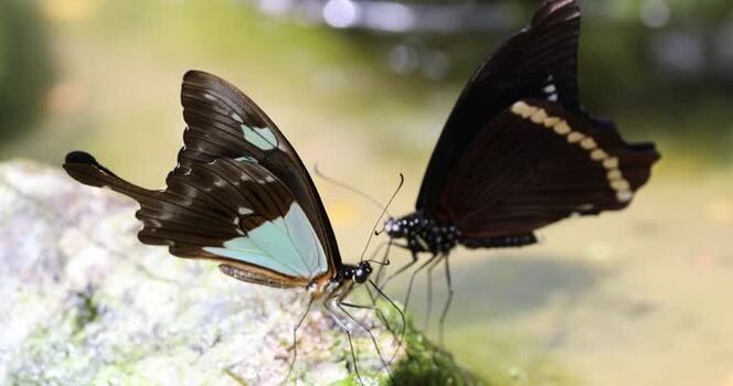 View of two butterflies resting on a mossy rock in France.