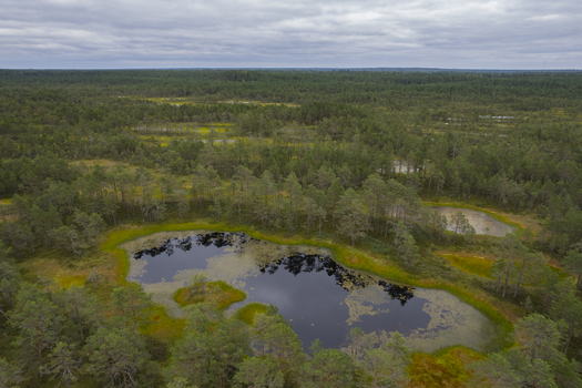 Aerial view of Viru bog nature trail featuring a dark pond surrounded by pine trees and marshland under a cloudy sky in Loksa Harju maakond Estonia. Aerial view of Viru bog nature trail featuring a dark pond surrounded by pine trees and marshland under a cloudy sky in Loksa Harju maakond Estonia.