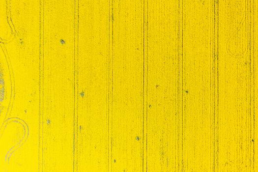 Aerial view of a bright yellow rapeseed field with vertical tractor tracks and agricultural patterns in Ploiesti Prahova Romania. Aerial view of a bright yellow rapeseed field with vertical tractor tracks and agricultural patterns in Ploiesti Prahova Romania.
