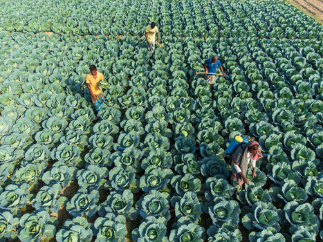 Joypurhat Bangladesh 09 December 2022 Aerial view of farmers working in a vast cabbage field with rows of green vegetables during harvest season.