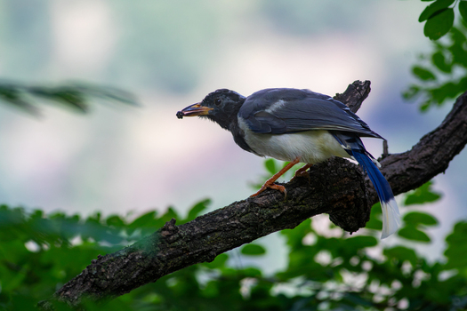 View of a yellow billed blue magpie perched on a tree branch with green foliage in Neelum Kashmir Pakistan. View of a yellow billed blue magpie perched on a tree branch with green foliage in Neelum Kashmir Pakistan.