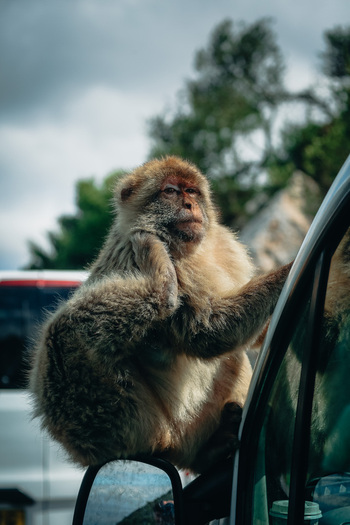 View of a Barbary macaque perched elegantly on a car mirror its fur a blend of earthy tones against the shiny surface Gibraltar Gibraltar. View of a Barbary macaque perched elegantly on a car mirror its fur a blend of earthy tones against the shiny surface Gibraltar Gibraltar.
