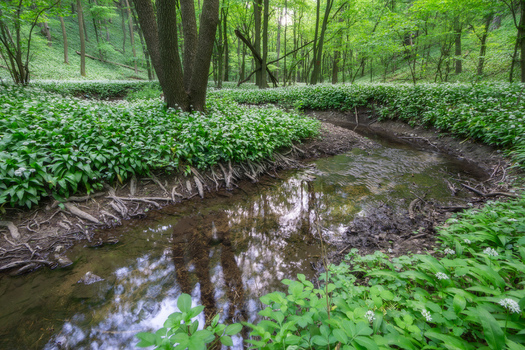 View of Hrudy nature reserve with a small stream flowing through a forest floor covered in blooming wild garlic and lush green trees Bukova Trnava Region Slovakia. View of Hrudy nature reserve with a small stream flowing through a forest floor covered in blooming wild garlic and lush green trees Bukova Trnava Region Slovakia.