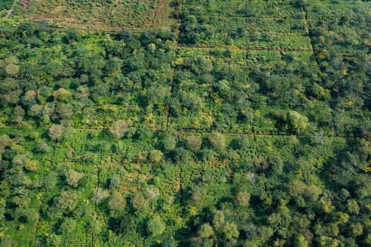 Aerial view of a lush green tea plantation with structured rows of tea bushes and scattered trees in Panchagarh Rangpur Division Bangladesh. Aerial view of a lush green tea plantation with structured rows of tea bushes and scattered trees in Panchagarh Rangpur Division Bangladesh.