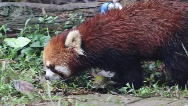View of a red panda at the Chengdu Research Base China. View of a red panda at the Chengdu Research Base China.